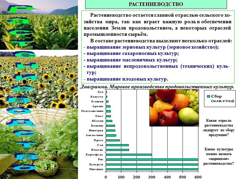 Растениеводство РАСТЕНИЕВОДСТВО      Растениеводство остается главной отраслью сельского хо-зяйства 
